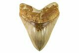 Serrated, Fossil Megalodon Tooth - Indonesia #279206-1